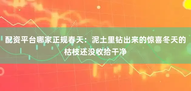 配资平台哪家正规春天：泥土里钻出来的惊喜冬天的枯枝还没收拾干净